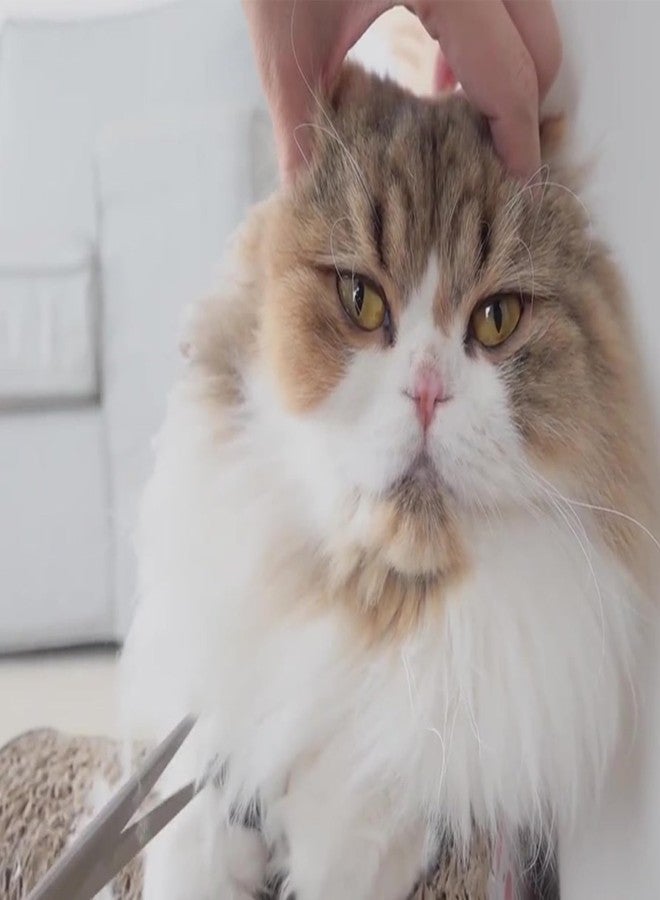 سكويشي مقصّات تزيين الكلاب، مقصّات احترافية لقصّ شعر الحيوانات الأليفة بشفرات منحنية، مقصّات للكلاب لتقليم دقيق للوجه والكفوف، تصميم خفيف الوزن لاستخدام مريح - Image 3